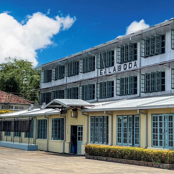 ゴールナイト リーフ50g