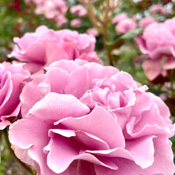 イングリッシュローズ