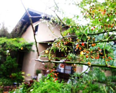 Japanese gardencafe & dinning　つろぎ