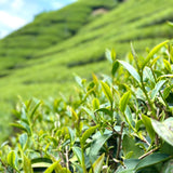 阿里山高山金萱茶