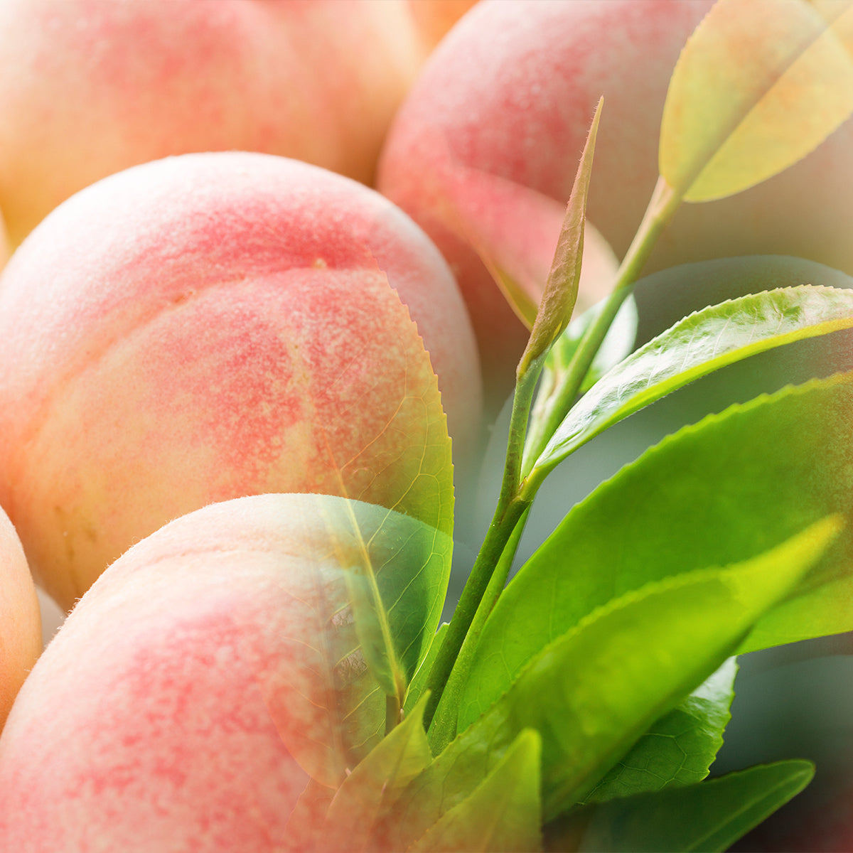 ベルガモットピーチ